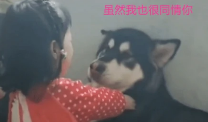5岁女儿跟小猫在一起看手机 宝妈：下一秒钟把人给笑翻(图11)