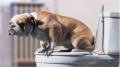 狗狗便秘的两菜一汤方法(图1)