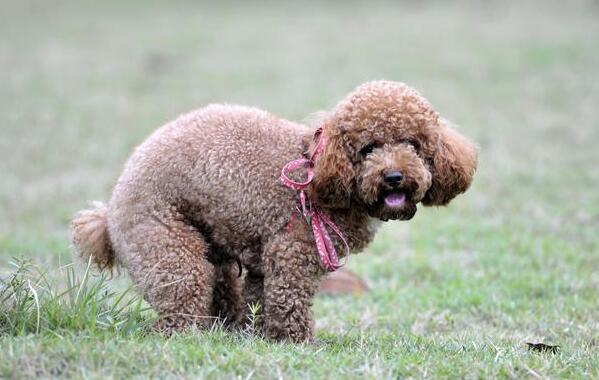 容易给狗狗挤肛门腺？给大伙儿宽带共享3个小技巧 的很好用(图1)