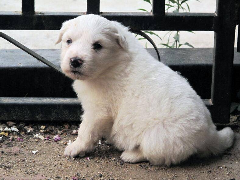 大白熊犬好吗？资深宠迷告诉你(图3)