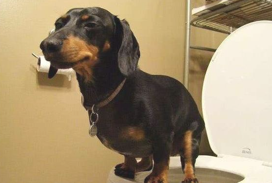 狗狗便便颜色有密秘 都一样的颜色 属於狗狗身体都一样情况！(图1)