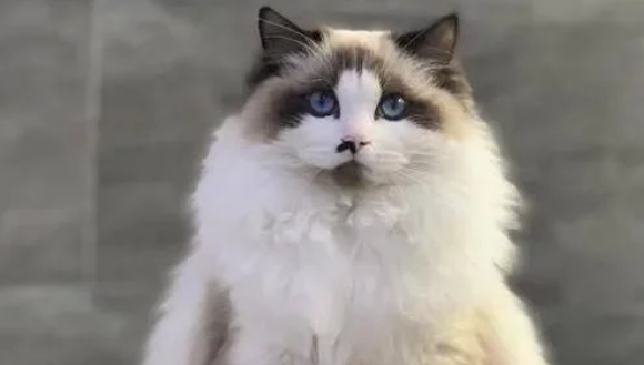 名贵布偶猫 被摆门口当招财猫用 店主它在找份工作偿还债务(图1)
