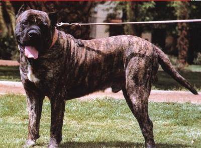 加纳利犬更适合家庭养吗？体型太大不好安排吧(图3)