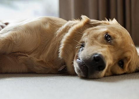 有这些行为 并且狗狗必须你的协助！(图2)