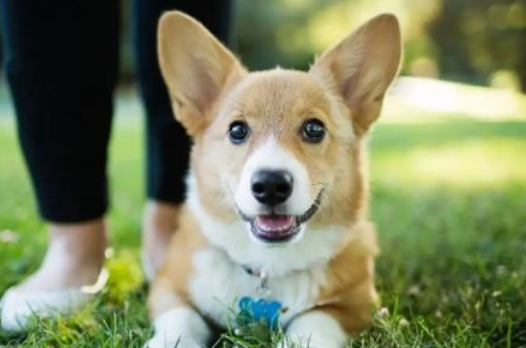 有这些行为 并且狗狗必须你的协助！(图1)