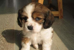 狗不吃不喝不拉能活一两天？极限比人稍多一点儿(图1)