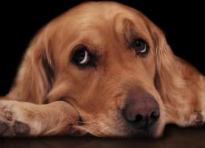 狗不吃不喝不拉能活一两天？极限比人稍多一点儿(图2)