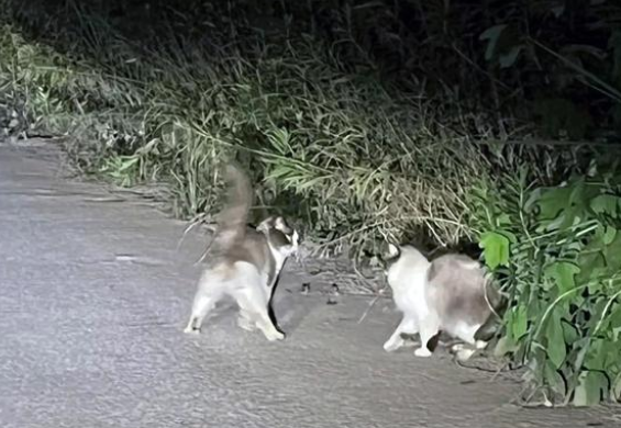 荒无人烟的马路边 怎样生活着7只华贵宠物猫(图2)