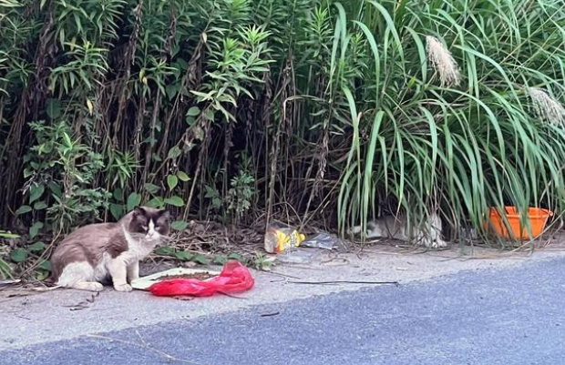 荒无人烟的马路边 怎样生活着7只华贵宠物猫(图1)