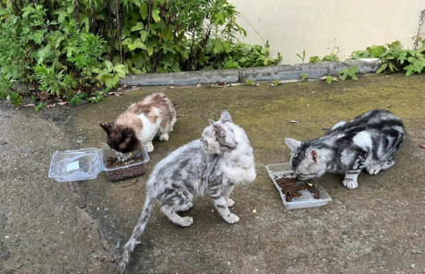 荒无人烟的马路边 怎样生活着7只华贵宠物猫(图3)