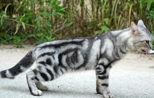 荒无人烟的马路边 怎样生活着7只华贵宠物猫(图4)