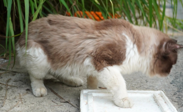 荒无人烟的马路边 怎样生活着7只华贵宠物猫(图5)