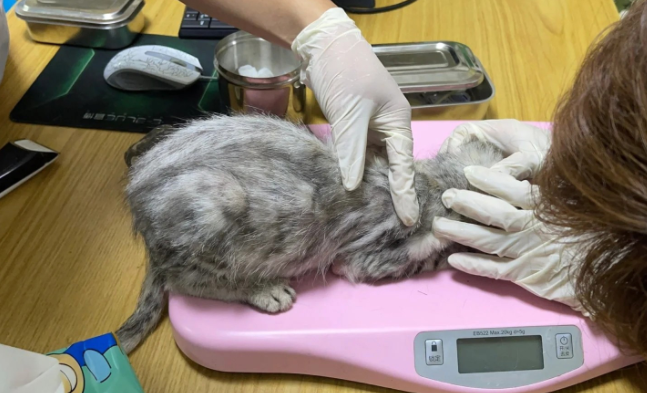 荒无人烟的马路边 怎样生活着7只华贵宠物猫(图6)
