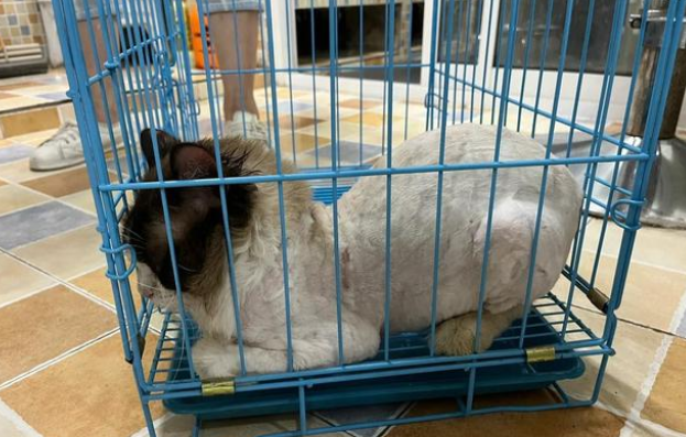 荒无人烟的马路边 怎样生活着7只华贵宠物猫(图7)