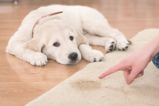 “迅速训炼”狗狗学好定点大小便 留意搞好这几个方面就可以了！(图1)