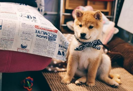 “迅速训炼”狗狗学好定点大小便 留意搞好这几个方面就可以了！(图2)