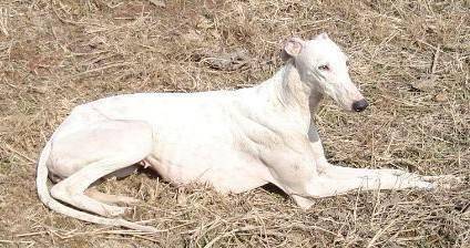 灵提犬不很听话咋办？试一下这些个办法(图1)