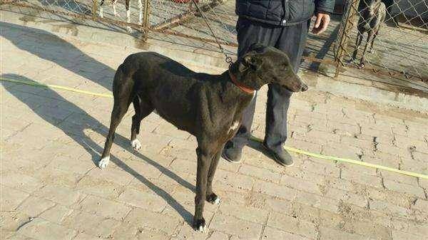 灵提犬不很听话咋办？试一下这些个办法(图2)