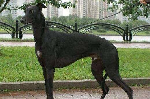 灵提犬不很听话咋办？试一下这些个办法(图3)