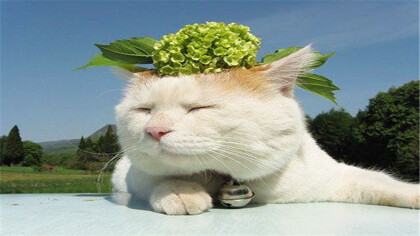 猫硬了会不会假死脱身(图1)