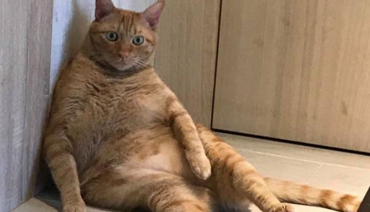 十只橘猫九只胖 另外一只全胖 橘猫被养六年养出企鹅身材(图1)