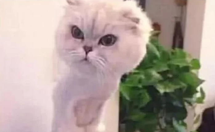 做绝育的猫咪 化为了一摊水 护士捂着嘴出来了(图3)
