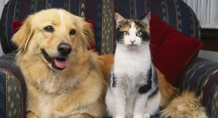 做绝育的猫咪 化为了一摊水 护士捂着嘴出来了(图1)