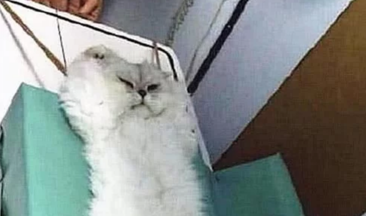 做绝育的猫咪 化为了一摊水 护士捂着嘴出来了(图2)