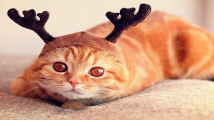 小猫全是上厕所该怎么办啊(图1)