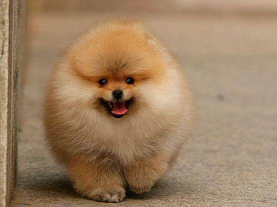 博美的性格优点和缺点 了解全面才能要好的养护(图2)