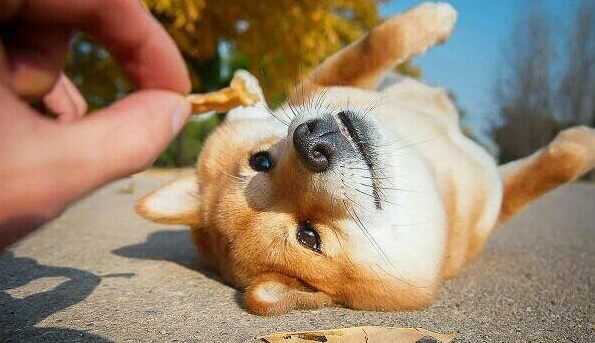 狗狗“露肚皮”的7个含意,你知道一点好多个呢?(图1)