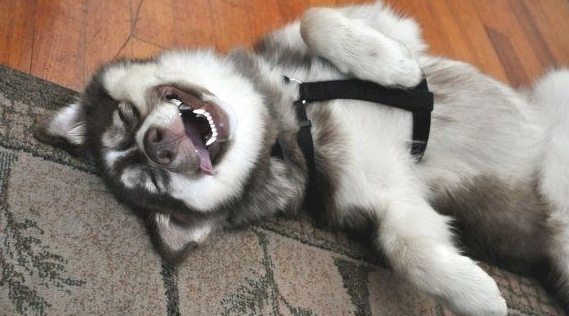 狗狗“露肚皮”的7个含意,你知道一点好多个呢?(图2)