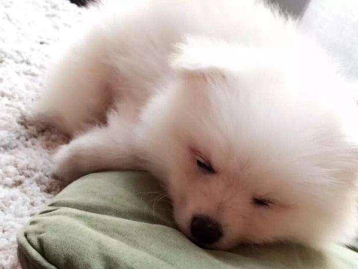 博美狗老死的症状 无一另外都会是这些样子(图1)