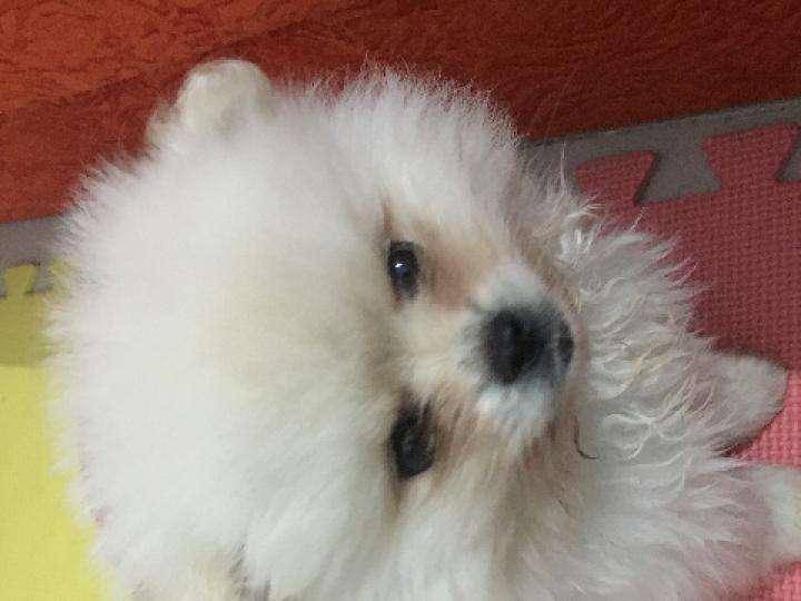 博美狗老死的症状 无一另外都会是这些样子(图2)