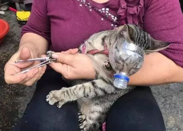 “猫咪时总喜欢咬人 我都想把它弄丢...”(图1)