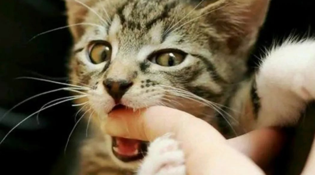 “猫咪时总喜欢咬人 我都想把它弄丢...”(图3)