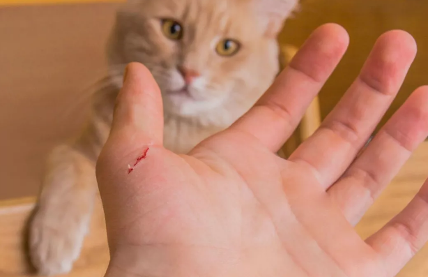 “猫咪时总喜欢咬人 我都想把它弄丢...”(图4)