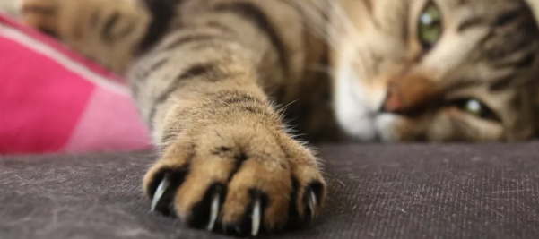 “猫咪时总喜欢咬人 我都想把它弄丢...”(图5)