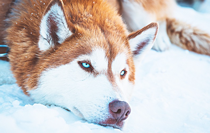 狗狗假如感觉起来胖 就不用给它补钙补锌了 真的是现在这样吗？(图1)