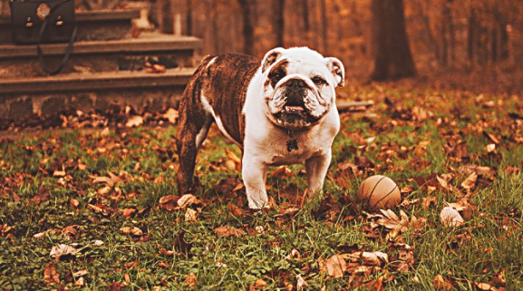 狗狗假如感觉起来胖 就不用给它补钙补锌了 真的是现在这样吗？(图2)