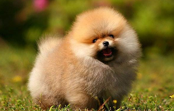 博美不打育苗会怎样？于人于己也是很不大好(图2)