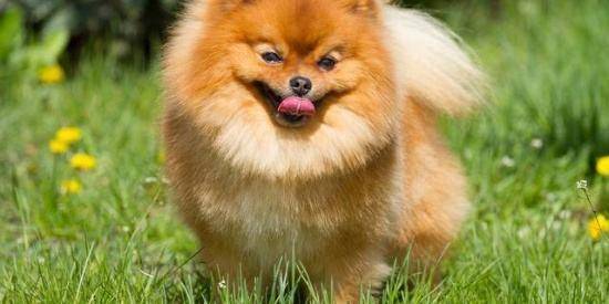 博美不打育苗会怎样？于人于己也是很不大好(图3)