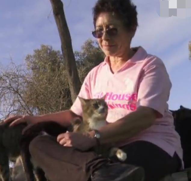 建成世界上大的的“猫窝” 拯救自己了上万的猫 却被称为“疯婆子”(图4)