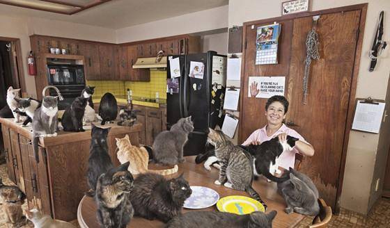 建成世界上大的的“猫窝” 拯救自己了上万的猫 却被称为“疯婆子”(图2)