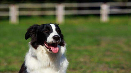 狗中暑多久会死亡后(图1)