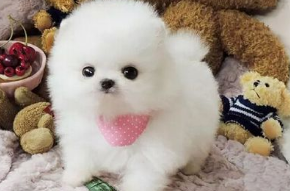 博美茶杯犬的寿命 正常情况下就是这样的(图2)