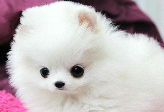 博美茶杯犬的寿命 正常情况下就是这样的(图3)