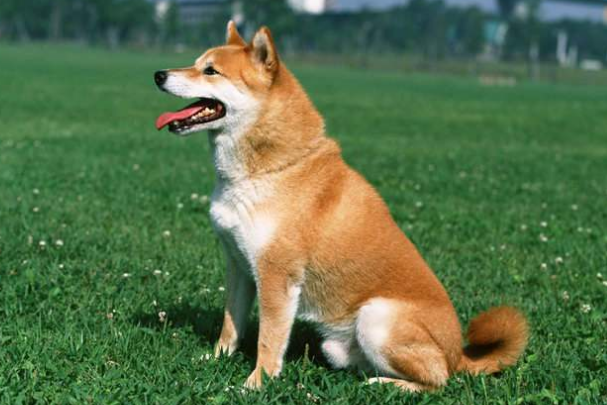 吃骨骼都能够给狗补钙吗？来去看看吧(图2)