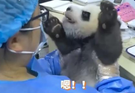 熊猫宝宝不配合执法 还不停和饲养员总是吵架顶撞！(图1)