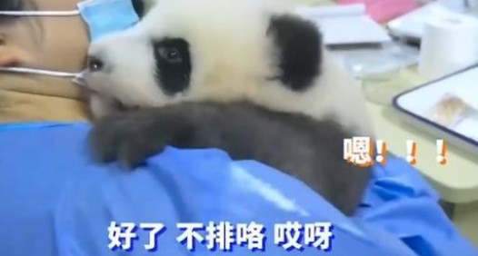 熊猫宝宝不配合执法 还不停和饲养员总是吵架顶撞！(图2)